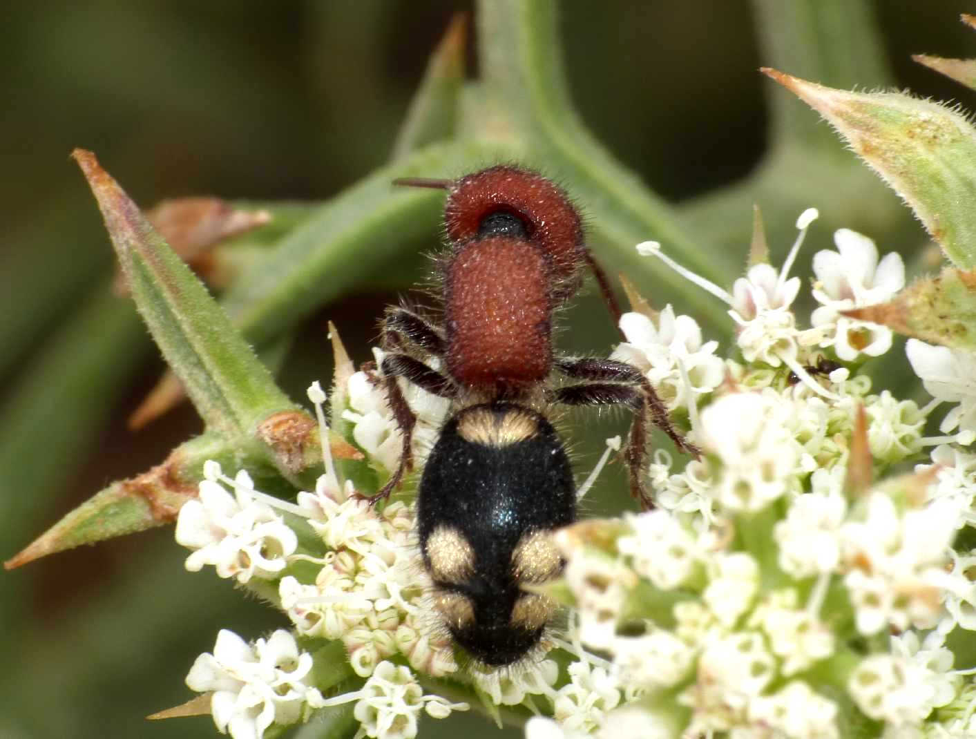 femmina di Mutilla quinquemaculata, Mutillidae